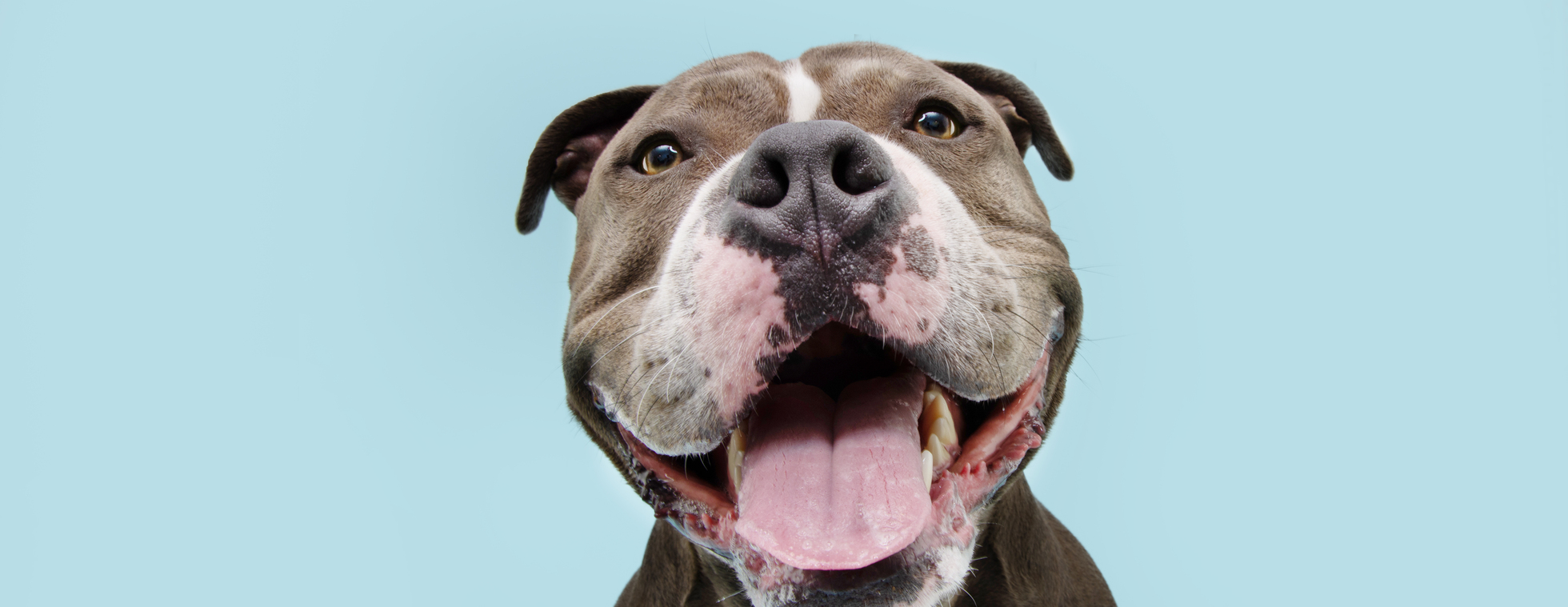 Animal Cancer Foundation